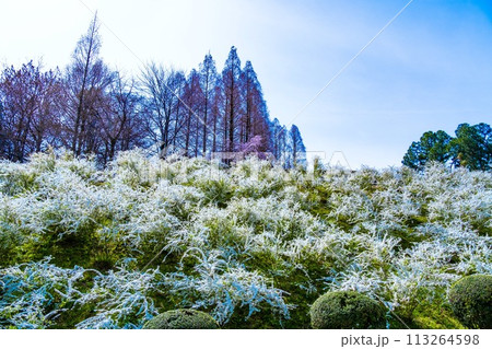 雪柳の花 雪柳の花 113264598