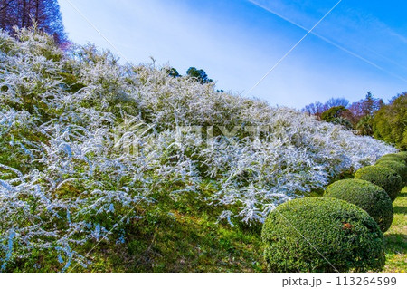 雪柳の花 雪柳の花 113264599