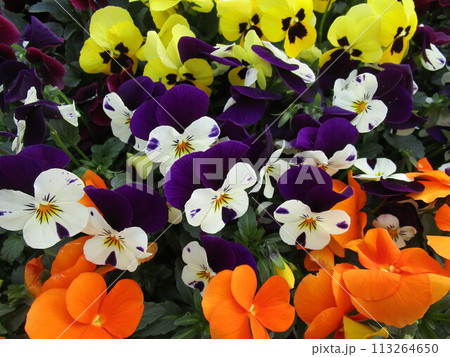 カラフルなパンジーの花のアップ 113264650