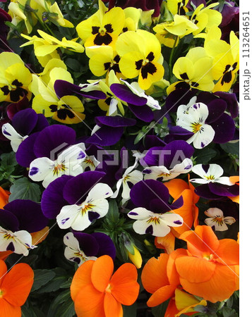 カラフルなパンジーの花のアップ 113264651