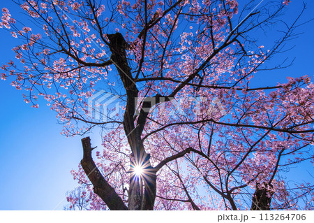 満開のエドヒガンザクラと光芒 113264706