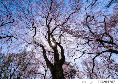 満開の糸桜 113264767