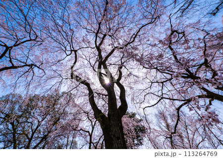 満開の糸桜 113264769