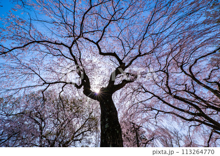 満開の糸桜 113264770