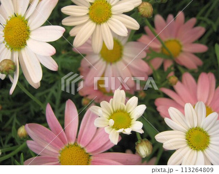 白とピンクのマーガレットの花のアップ 113264809