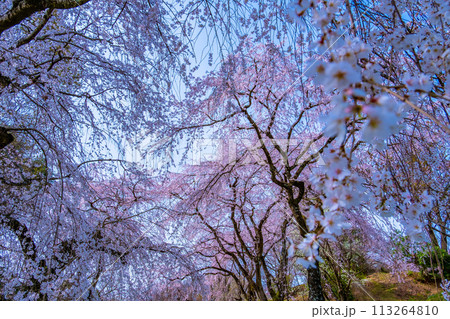 満開の糸桜 満開の糸桜 113264810