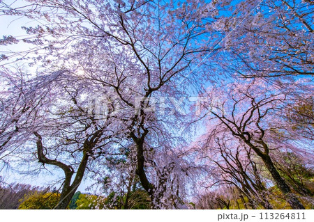 満開の糸桜 113264811