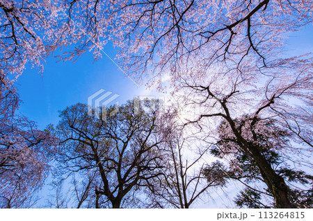 満開の糸桜 113264815