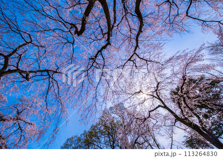 満開の糸桜 113264830