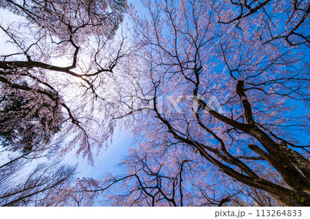 満開の糸桜 113264833