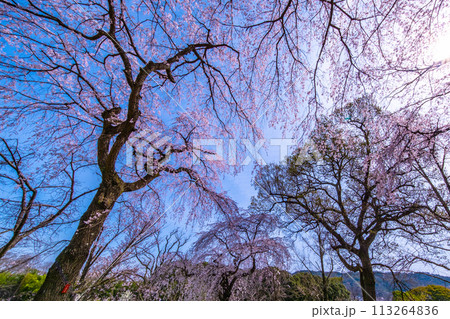 満開の糸桜 113264836