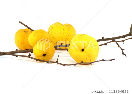 Golden-yellow quince fruits on leafless thorny branch Golden-yellow quince fruits on leafless thorny branch 113264921