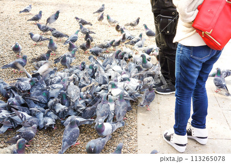人に群れる鳩 人に群れる鳩 113265078