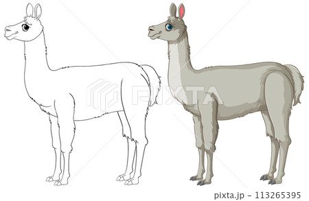 Llama Illustration: From Sketch to Color 113265395