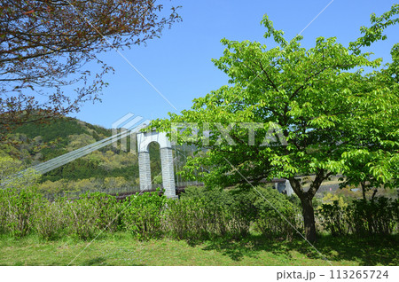 新緑の秦野戸川公園 新緑の秦野戸川公園 113265724
