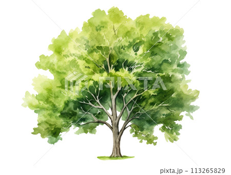 Watercolor Green Tree, Generative AI 113265829