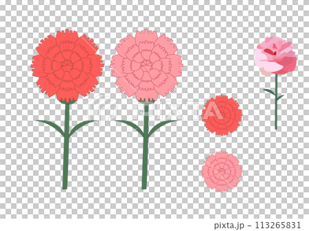 Simple carnation illustration set 113265831