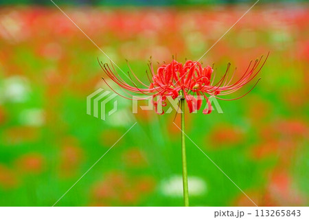 東京都青梅市霞丘陵自然公園のヒガンバナ咲く秋景色 113265843