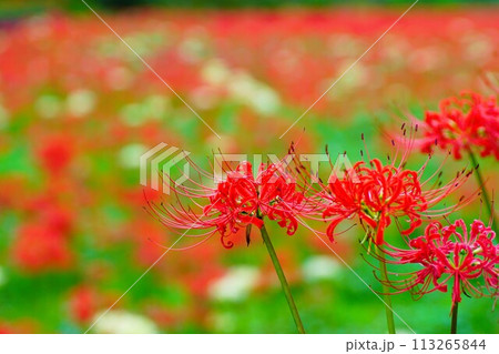 東京都青梅市霞丘陵自然公園のヒガンバナ咲く秋景色 113265844