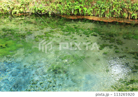 名水白川水源 名水白川水源 113265920