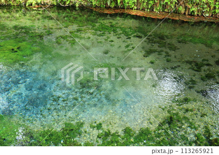 名水白川水源 113265921