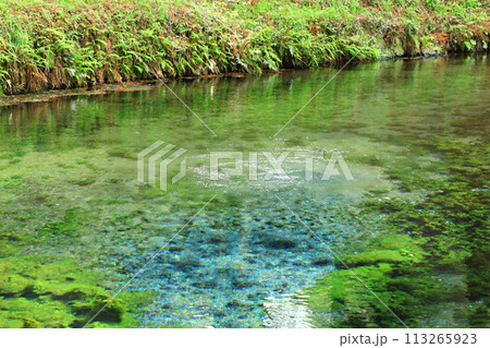 名水白川水源 113265923