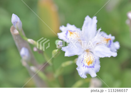 アヤメ似のシャガ 113266037