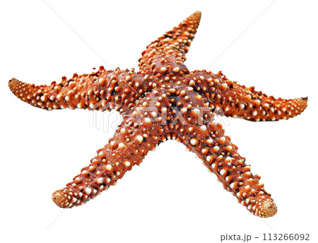 Starfish Illustration for Decorative Marine Design 113266092