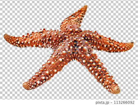 Starfish Illustration for Decorative Marine Design 113266092