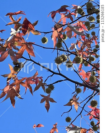 青空に映える紅葉　ながめ公園 113266185
