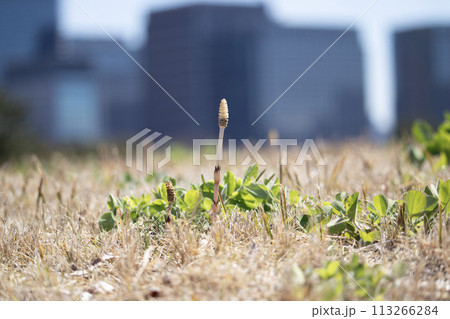 春の光を浴びるつくし 113266284