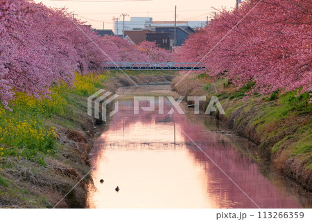 埼玉県久喜市鷲宮　夜明けの青毛堀川両岸の満開の河津桜並木と菜の花畑と川面への映り込みの景色 113266359
