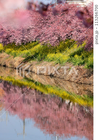 埼玉県久喜市鷲宮 青毛堀川沿いの満開の河津桜並木と菜の花畑と川面への映り込みの景色 埼玉県久喜市鷲宮 青毛堀川沿いの満開の河津桜並木と菜の花畑と川面への映り込みの景色 113266700