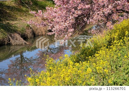 埼玉県久喜市鷲宮 青毛堀川沿いの満開の河津桜並木と菜の花畑と川面への映り込みの景色 埼玉県久喜市鷲宮 青毛堀川沿いの満開の河津桜並木と菜の花畑と川面への映り込みの景色 113266701
