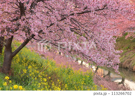 埼玉県久喜市鷲宮　青毛堀川沿いの満開の河津桜並木と菜の花畑と川面への映り込みの景色 113266702