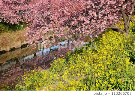 埼玉県久喜市鷲宮　青毛堀川沿いの満開の河津桜並木と菜の花畑と川面への映り込みの景色 113266705