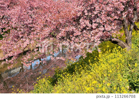 埼玉県久喜市鷲宮　青毛堀川沿いの満開の河津桜並木と菜の花畑と川面への映り込みの景色 113266708