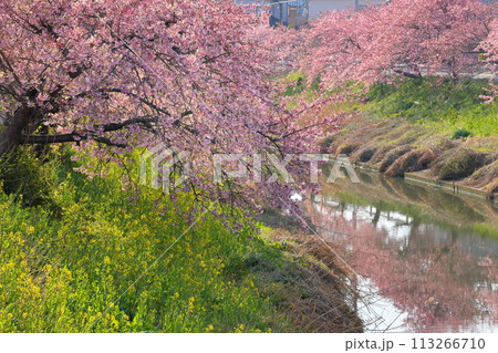 埼玉県久喜市鷲宮　青毛堀川沿いの満開の河津桜並木と菜の花畑と川面への映り込みの景色 113266710