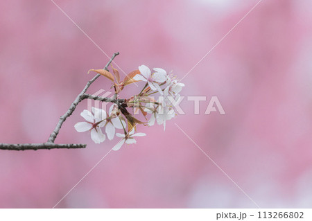 春の陽光を浴びて色とりどりに輝く桜の花たち 113266802