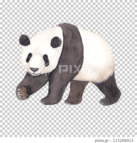 熊貓水彩手繪向量卡通插畫 113266913