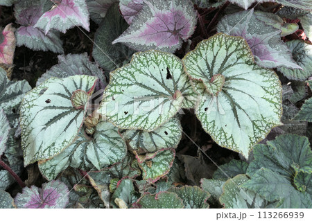 Top view various begonia leaves background Top view various begonia leaves background 113266939