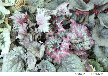 Top view various begonia leaves background Top view various begonia leaves background 113266940
