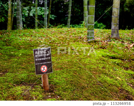 たけのこ採取禁止の看板 たけのこ採取禁止の看板 113266958