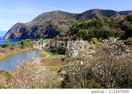 白モクレンの向こうに伊豆の山々 113267040