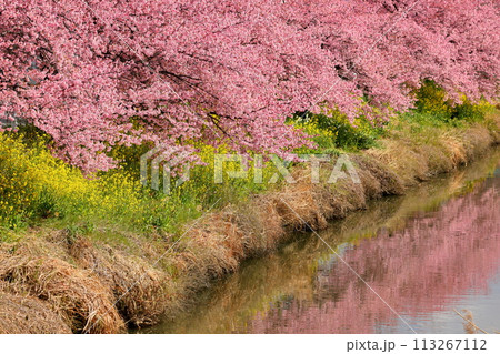 埼玉県久喜市鷲宮　青毛堀川沿いの満開の河津桜並木と菜の花畑と川面のリフレクションの景色 113267112