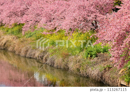 埼玉県久喜市鷲宮　青毛堀川沿いの満開の河津桜並木と菜の花畑と川面のリフレクションの景色 113267115