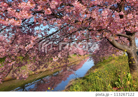 埼玉県久喜市鷲宮　青毛堀川沿いの満開の河津桜並木と菜の花畑と川面のリフレクションの景色 113267122