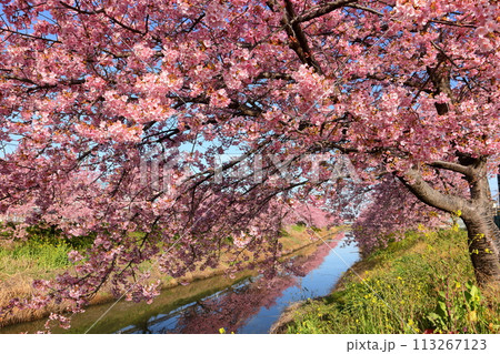 埼玉県久喜市鷲宮　青毛堀川沿いの満開の河津桜並木と菜の花畑と川面のリフレクションの景色 113267123