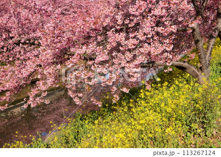 埼玉県久喜市鷲宮　青毛堀川沿いの満開の河津桜並木と菜の花畑と川面のリフレクションの景色 113267124