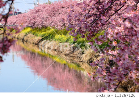 埼玉県久喜市鷲宮 青毛堀川沿いの満開の河津桜並木と菜の花畑と川面のリフレクションの景色 埼玉県久喜市鷲宮 青毛堀川沿いの満開の河津桜並木と菜の花畑と川面のリフレクションの景色 113267126
